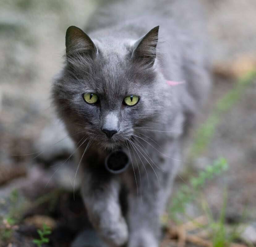 Grey Kitty
Rodent Control Officer